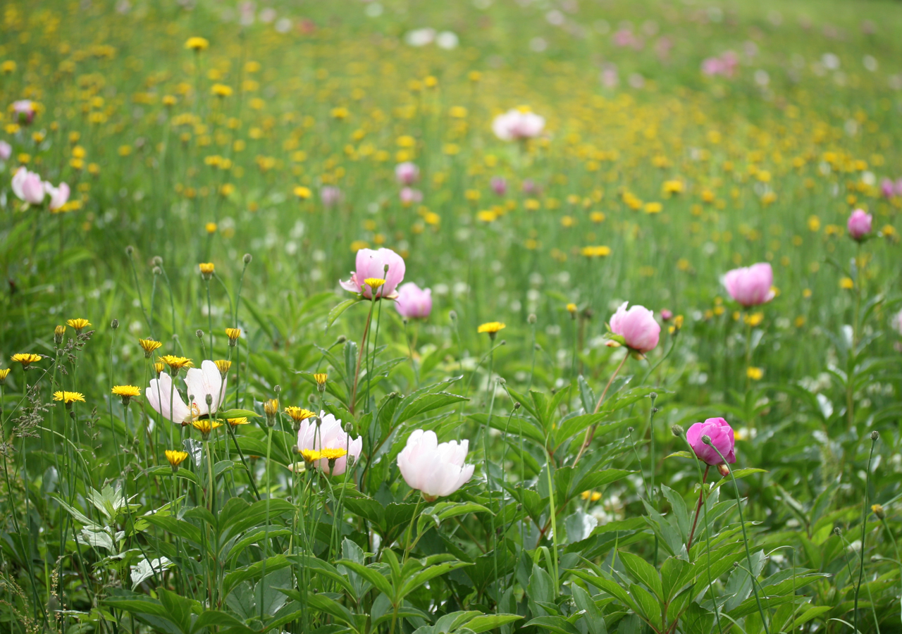 国見の森公園ブログ