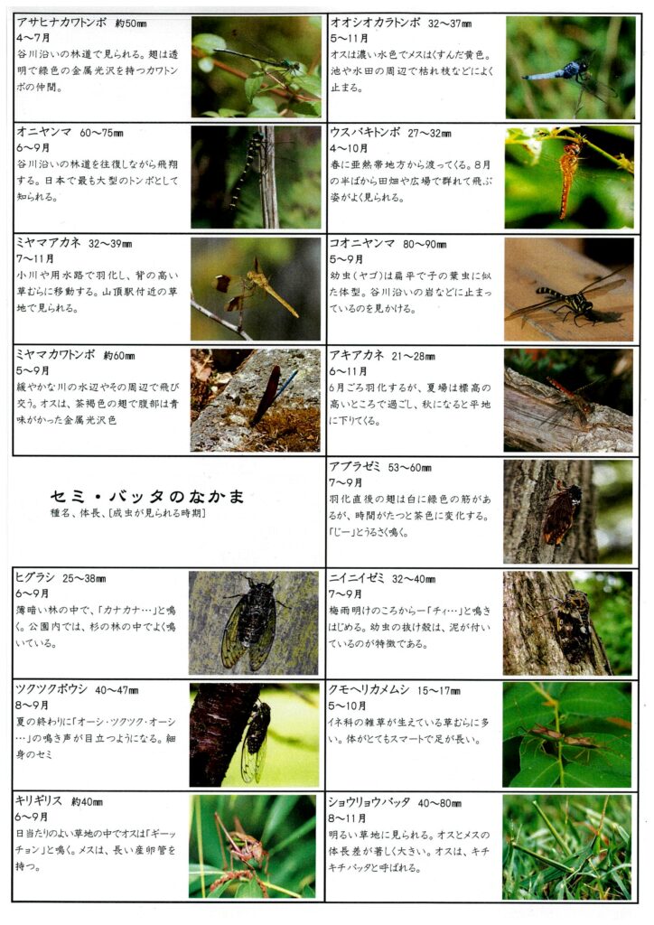 公園内に生息する昆虫図鑑 ここをクリック 国見の森公園ブログ